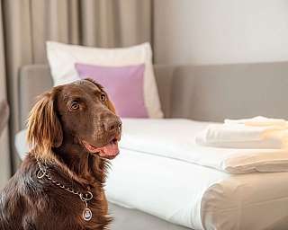 Un chien assis dans une chambre avec un lit et des serviettes.